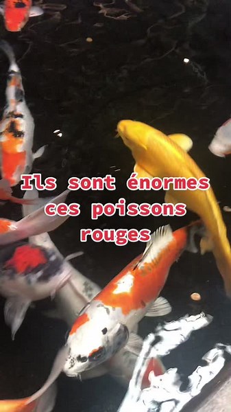 Poissons rouges on dirait des mutants 😂😂#poissons#poissonsrouges#poissonsjaponais#nemo#rouge#mer#japon#japonnais