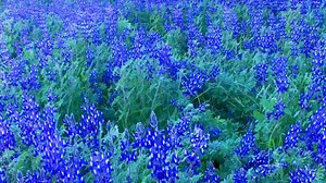 フローラ ルピナス 自然 - Free video on Pixabay