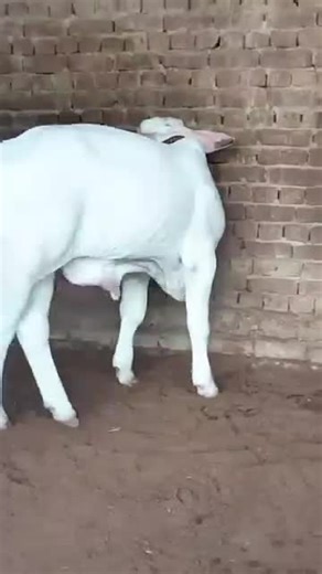 guldar shah on TikTok