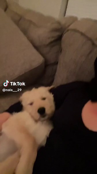 Nala baby 😇 #labradoodle #straighthairedlabradoodle #puppy #8weeksold #baby #foryou #dogtiktok
