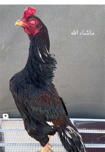 Exploring Muhammad Ali Aseels' Heritage and Legacy