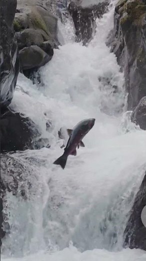 Scotland's Secret: The Journey of the World's Most Prized Salmon