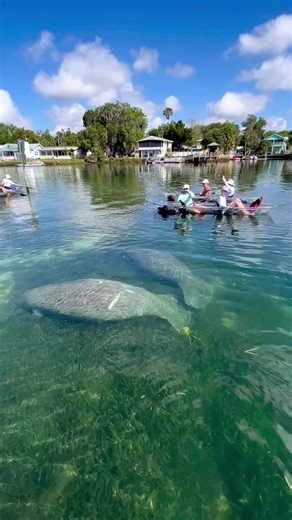 14M views · 120K reactions | Ready for an adventure? Check out our clear kayak tours in Crystal River!!  | Get Up And Go Kayaking | Facebook
