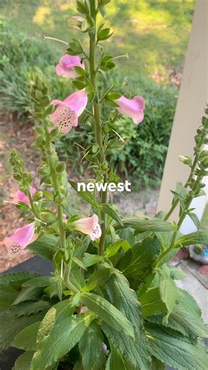 🌸The Plant Everyone Wanted Is Finally in My Garden | Foxglove