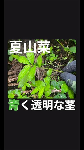 渓流沿いや湿った場所に生える山菜