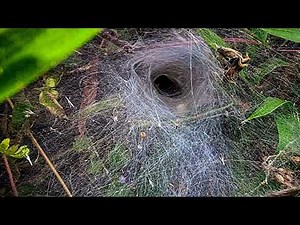 Meet the World's Deadliest Spider