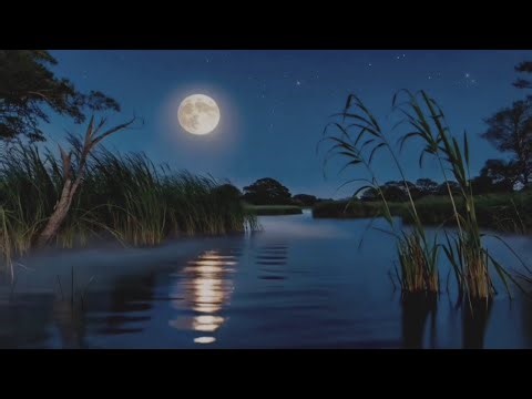 Swamp Sounds at Night – Frogs, Crickets & Forest Ambience for Relaxation | 1 Hours