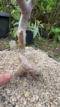 As below so above—Torote