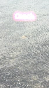 Conch 🐚 | DatGuy in Paradise