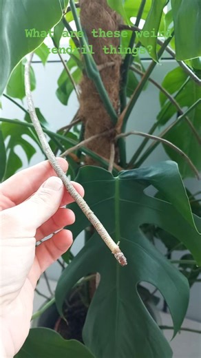 These 'weird tendril things' are in fact aeriel roots :) These are roots that grow above the ground or water. They help plants climb as they reach towards the light, offer stability, and absorb moisture from the air. We train our Monsteras up hessian poles but as you can see from the pics of Chaz in his natural setting, he's used to climbing up trees, creating quite the spectacle 😍 | Patch plants