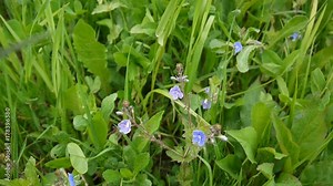 Field with creeping speedwell Veronica filiformis close up, trembling on the wind. Wild flowers HD footage shooting static camera.