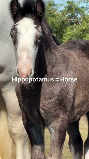 Just in case you were wondering … Hippopotamus 🦛 is code word for horse 🐴 😉 If Santa brought