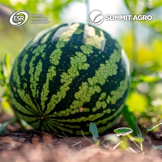 12K views · 61 reactions | Cultivos bioestimulados, con defensas activadas, más vigor y producción más estable.  Visita nuestro sitio y conoce cómo recuperar tu parcela con Maxwel: https://summitagromexico.com/maxwel/ | Summit Agro México | Facebook