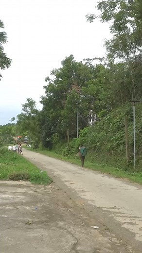Harvesting lychee fruit go to market sell #harvest #build #bushcraft #Outdoors #offgrid #offgridliving #building #fruits #fyp #foryou | Anita Pagano