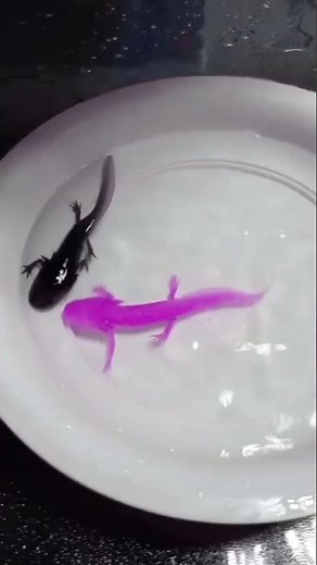 Amazing Color Changing Axolotl Salamander | Falcon Aquarium Services