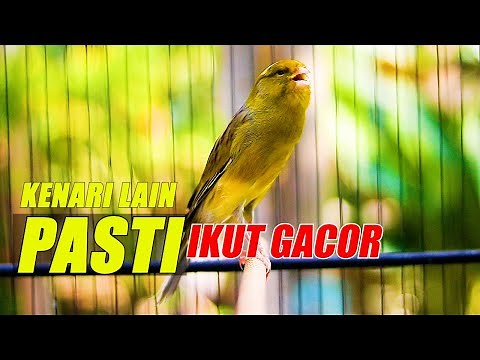 KENARI F1 YS CENGKOK MEWAH, KENARI LAIN PASTI IKUT GACOR