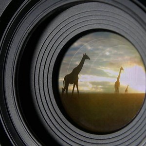 86 reactions · 17 shares | Camera technology is revolutionizing the study of animals—without them even noticing. Tune in or stream "Animal Espionage" on Wednesday, November 27 at 9/8c on PBS: https://to.pbs.org/2DbWwUY | NOVA l PBS | Facebook