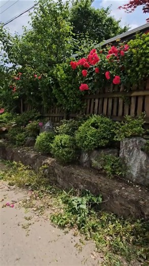 구슬정원 주변 화단 정비...#군위가볼만한곳 #군위관광#군위여행#야경명소#야간관광명소#정원가꾸기 # 정원인테리어