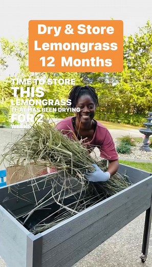 3.3M views · 103K reactions | Store & Dry Lemongrass #lemongrass #lemongrasstea #healthbenefits #herbsforhealing #medicinalherbs #gardening #healthyfood #herbaltea #fallharvest #preservingfood | GroLeafy with Alethea | Facebook