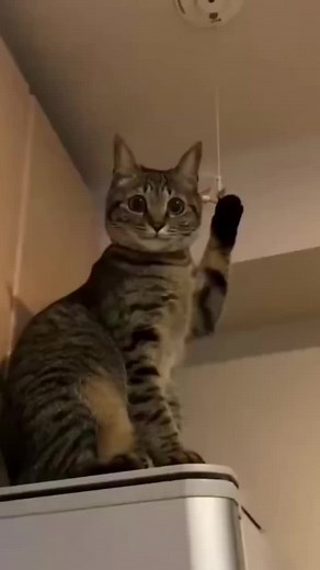 When the cat gets caught on a string😹#fpy #tiktok #cute #funnyvideos #funny #lovely #hahaha #pet #cat #kitt