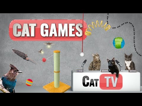 Cat Games | Ultimate Cat TV Compilation Vol 4 | 🐱