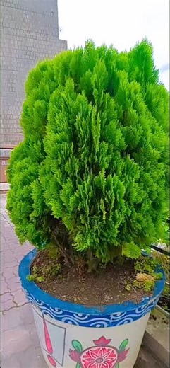 జాలి ట్రిప్... #1mviewers #1m #poetrygirl143 #love