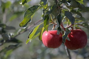 Here are Oregon’s top crops and where they’re grown