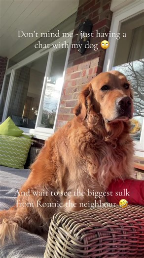 Talking to Dogs Like They're Human: A Fun Insight