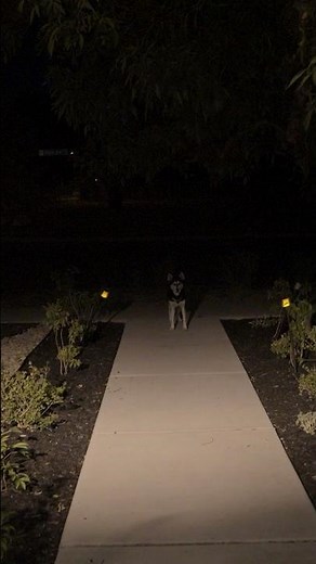 Dog Skin: Horror Short Film: OUT NOW!!