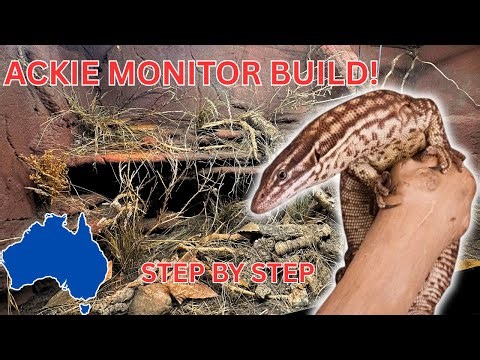 HOW TO BUILD A CUSTOM ACKIE MONITOR LIZARD ENCLOSURE (Step-by-Step DIY)