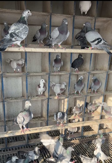 Loft Manager Training for Racing Pigeons