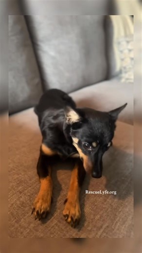 Meet Olivia Olivia is a 10-month-old Chihuahua-Min Pin mix — one of the 40 dogs rescued from the Chih Ranch eviction. She’s shy and unsure, but behind those cautious eyes is a heart that wants to trust. She’s sweet, gentle, and learning what love truly feels like. She just needs someone patient enough to show her that humans can be kind. Look at that face — how could you not fall in love? 🥹 These dogs have been through so much, but each day they take small, brave steps toward believing in human