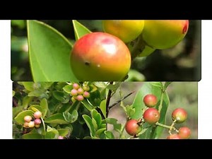 Edible Forest Fruits Carrisa Edulis(Ngawa)