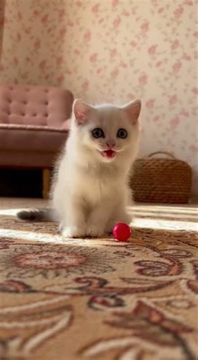 Real Cat Sound Effects 🐈🎶 Sounds For Cats To Relax Instantly #CatSounds #RelaxingCats #PetCare