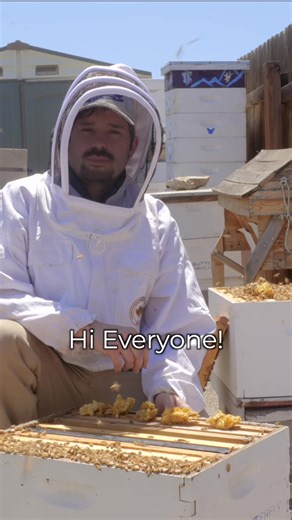 Celebrating World Bee Day at Butterfly Pavilion