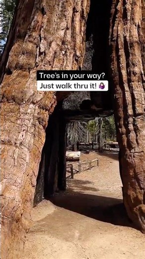 Walking THROUGH a Sequoia at Yosemite? 🌲