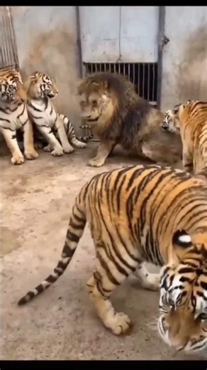 Six Tigers Vs lion 🦁#wildlife #hunting #shorts #lion #tiger #fighter