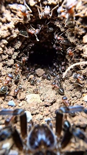 This Spider Hunts Ants… Inside Their Colony 👀