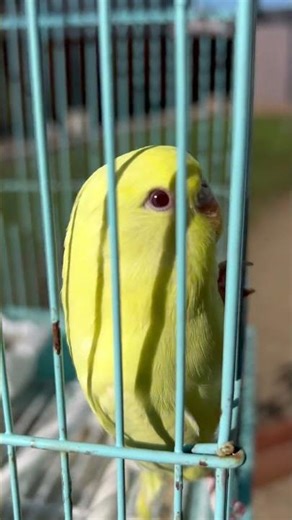 *NEW* LUTINO ENGLISH BUDGIE 😍