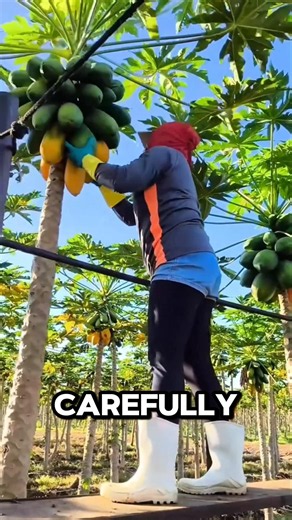 Green Papaya Secret 😳🥭