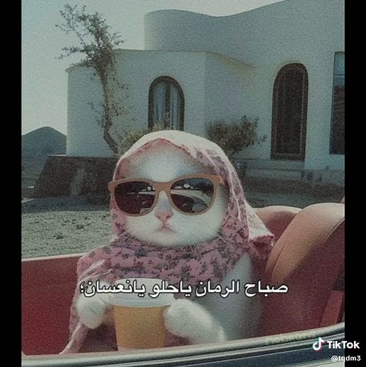 ملصقات القطط والبط في فيديو مذهل