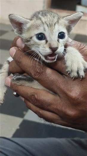Blue Eyed Kitten Says Meow 😻🐾