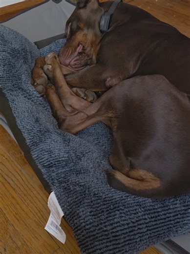 hello? #snoring #doberman #tailsofapollo #dogsoftiktok #funnydog | doberman