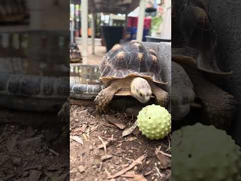 Outdoor Turtling 🐢 TurtleZen