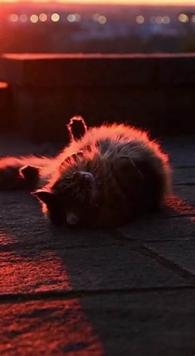 Soaking up every last drop of that crimson glow. ☀️ If you were a cat, where would your favorite nap spot be? #Sunbathing #CatNap #CozyVibes #SunsetLover #fyp