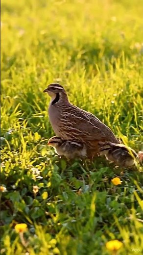 Adorable Quail Chicks Following Mom #cuteanimals #wildlife
