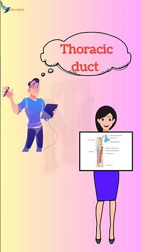 #anatomy #thoracicduct #thoracic #lymphaticdrainage #lymph #lymphaticsystem #teachmedical