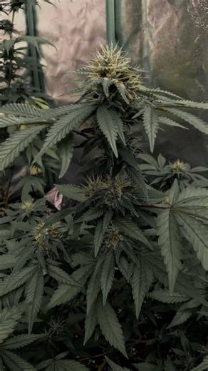 Week 5 Flower Update 🌸 Pure Progress #grow #cannabiscommunity #420 #timelapse