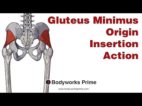 Gluteus Minimus Anatomy: Origin, Insertion & Action