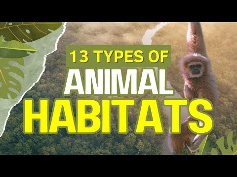 13 Animal Habitats That Show How Wildlife Adapts